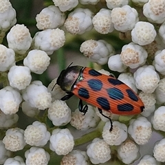 Castiarina octomaculata at Kingsdale, NSW - 25 Nov 2024