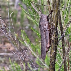 Goniaea australasiae at Kingsdale, NSW - 25 Nov 2024