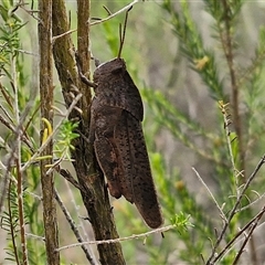 Goniaea australasiae at Kingsdale, NSW - 25 Nov 2024