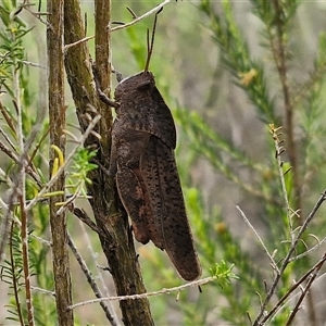 Goniaea australasiae at Kingsdale, NSW - 25 Nov 2024