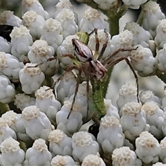 Oxyopes elegans (Elegant Lynx Spider) at Kingsdale, NSW - 25 Nov 2024 by trevorpreston