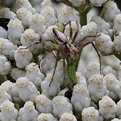 Oxyopes elegans at Kingsdale, NSW - 24 Nov 2024 by trevorpreston