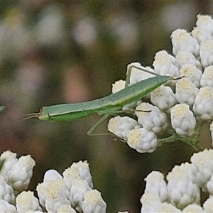 Orthodera ministralis (Green Mantid) at Kingsdale, NSW by trevorpreston