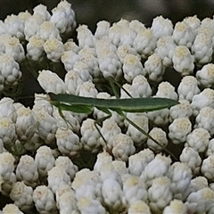 Orthodera ministralis at Kingsdale, NSW - 25 Nov 2024