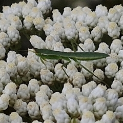 Orthodera ministralis at Kingsdale, NSW - 25 Nov 2024