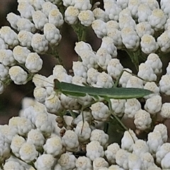 Orthodera ministralis at Kingsdale, NSW - 25 Nov 2024