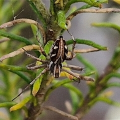 Oxyopes (genus) (Lynx spider) at Kingsdale, NSW - 25 Nov 2024 by trevorpreston