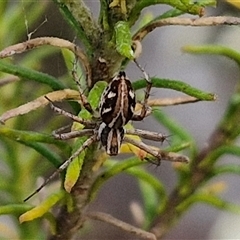 Oxyopes sp. (genus) (Lynx spider) at Kingsdale, NSW - 25 Nov 2024 by trevorpreston