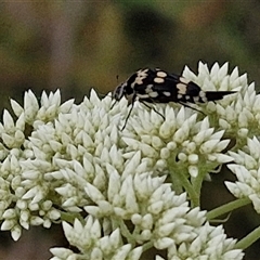 Hoshihananomia leucosticta (Pintail or Tumbling flower beetle) at Kingsdale, NSW - 24 Nov 2024 by trevorpreston