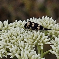 Hoshihananomia leucosticta at Kingsdale, NSW - 25 Nov 2024