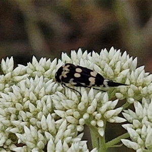 Hoshihananomia leucosticta at Kingsdale, NSW - 25 Nov 2024 08:54 AM