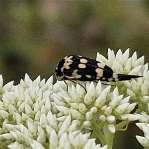 Hoshihananomia leucosticta at Kingsdale, NSW - 25 Nov 2024