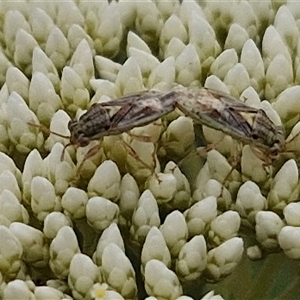 Germalus victoriae (A seed bug) at Kingsdale, NSW by trevorpreston