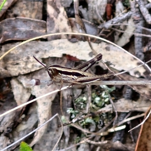 Macrotona australis at Kingsdale, NSW - 25 Nov 2024 08:52 AM