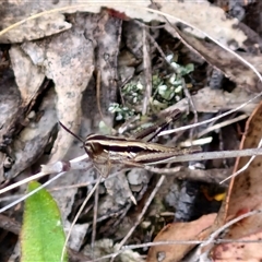 Macrotona australis at Kingsdale, NSW - 25 Nov 2024 08:52 AM