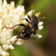 Eleale pulchra (Clerid beetle) at Denman Prospect, ACT - 25 Nov 2024 by AlisonMilton