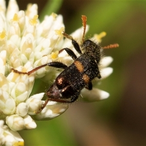 Eleale pulchra (Clerid beetle) at Denman Prospect, ACT by AlisonMilton