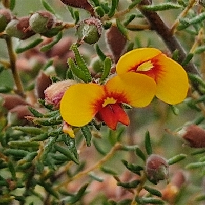 Dillwynia phylicoides (A Parrot-pea) at Kingsdale, NSW - 25 Nov 2024 by trevorpreston