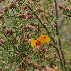 Dillwynia phylicoides at Kingsdale, NSW - 25 Nov 2024