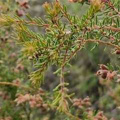 Dillwynia phylicoides at Kingsdale, NSW - 25 Nov 2024