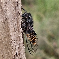 Pauropsalta mneme (Alarm Clock Squawker) at Kingsdale, NSW - 25 Nov 2024 by trevorpreston