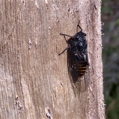 Pauropsalta mneme at Kingsdale, NSW - 25 Nov 2024 08:49 AM