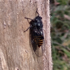 Pauropsalta mneme at Kingsdale, NSW - 25 Nov 2024 08:49 AM