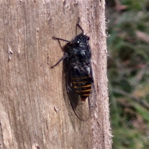 Pauropsalta mneme at Kingsdale, NSW - 25 Nov 2024 08:49 AM