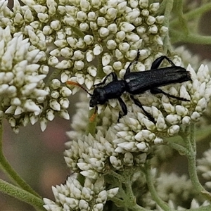 Eleale simplex (Clerid beetle) at Kingsdale, NSW by trevorpreston