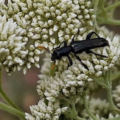 Eleale simplex (Clerid beetle) at Kingsdale, NSW - 25 Nov 2024 by trevorpreston