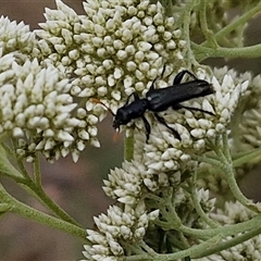 Eleale simplex at Kingsdale, NSW - 25 Nov 2024