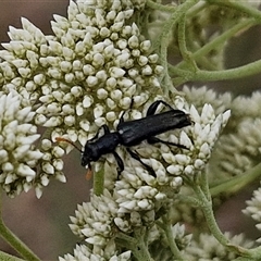 Eleale simplex at Kingsdale, NSW - 25 Nov 2024