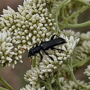 Eleale simplex at Kingsdale, NSW - 25 Nov 2024