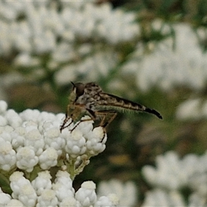 Cerdistus sp. (genus) at Kingsdale, NSW - 25 Nov 2024