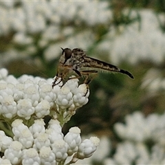 Cerdistus sp. (genus) at Kingsdale, NSW - 25 Nov 2024