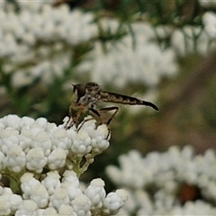 Cerdistus sp. (genus) at Kingsdale, NSW - 25 Nov 2024