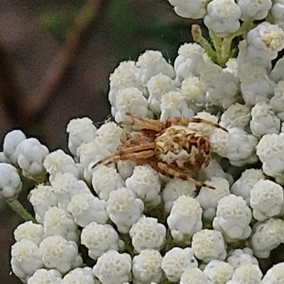 Araneus hamiltoni (Hamilton's Orb Weaver) at Kingsdale, NSW - 25 Nov 2024 by trevorpreston