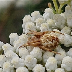 Araneus hamiltoni at Kingsdale, NSW - 25 Nov 2024