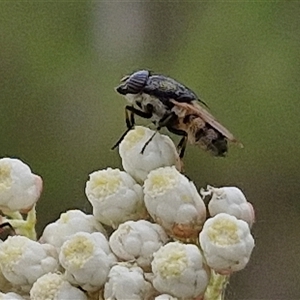 Stomorhina subapicalis (A snout fly) at Kingsdale, NSW by trevorpreston