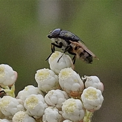 Unidentified True fly (Diptera) at Kingsdale, NSW - 24 Nov 2024 by trevorpreston