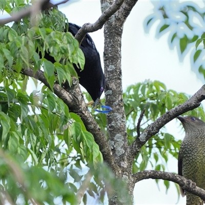 Ptilonorhynchus violaceus (Satin Bowerbird) at Tahmoor, NSW - 24 Nov 2024 by Freebird