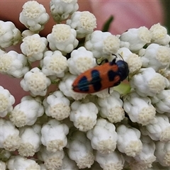 Castiarina hilaris (A jewel beetle) at Kingsdale, NSW - 25 Nov 2024 by trevorpreston