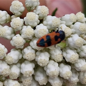 Castiarina hilaris at Kingsdale, NSW - 25 Nov 2024