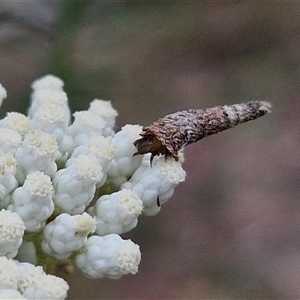 Conoeca guildingi (A case moth) at Kingsdale, NSW by trevorpreston