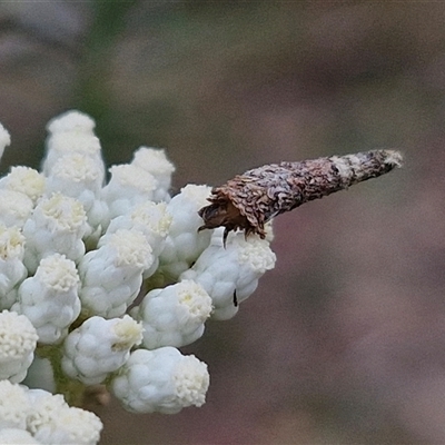 Conoeca guildingi (A case moth) at Kingsdale, NSW - 25 Nov 2024 by trevorpreston