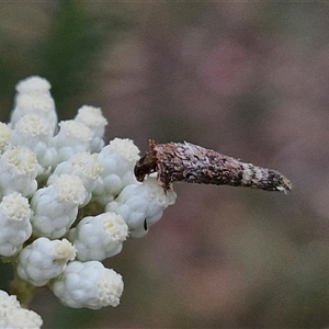 Conoeca guildingi at Kingsdale, NSW - 25 Nov 2024