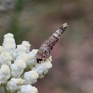 Conoeca guildingi at Kingsdale, NSW - 25 Nov 2024