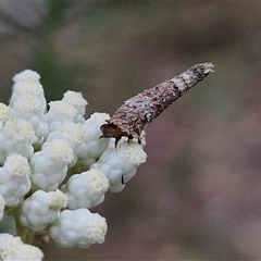 Conoeca guildingi at Kingsdale, NSW - 25 Nov 2024