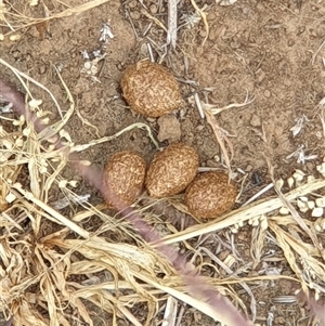 Lepus capensis at Barton, ACT - 26 Nov 2024