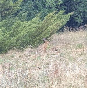 Lepus capensis at Barton, ACT - 26 Nov 2024